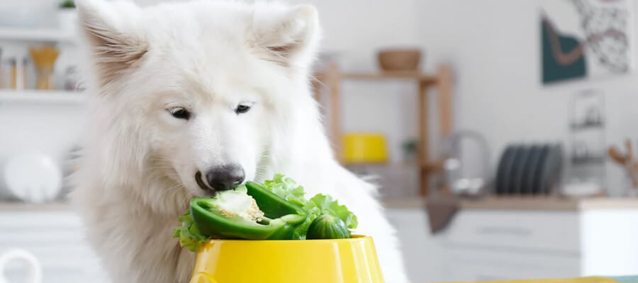 What Fruits and Vegetables Are Safe for Dogs?